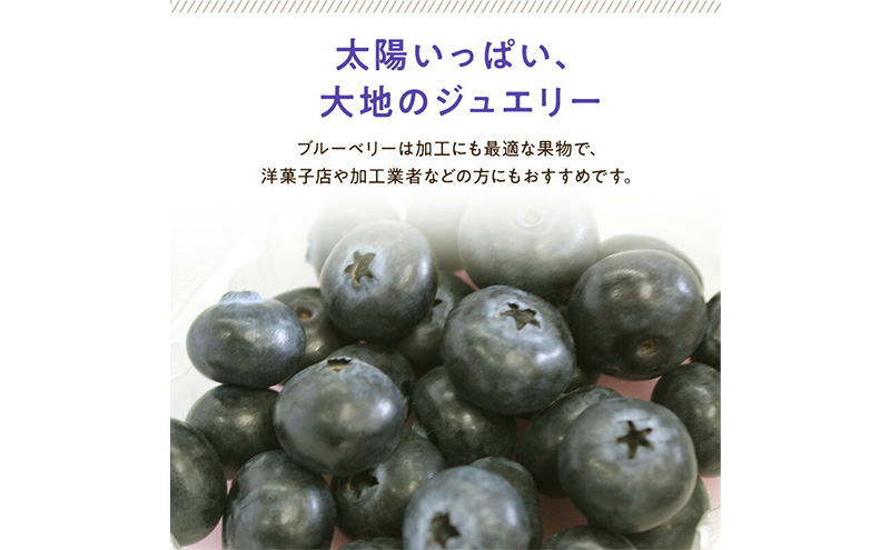 【浜松市産】ブルーベリー 約100g×5パック 計約500g 甘酸っぱい アントシアニン 食物繊維 ビタミン ミネラル 抗酸化作用 腸内環境改善 美容 美肌 健康 静岡県 浜松市