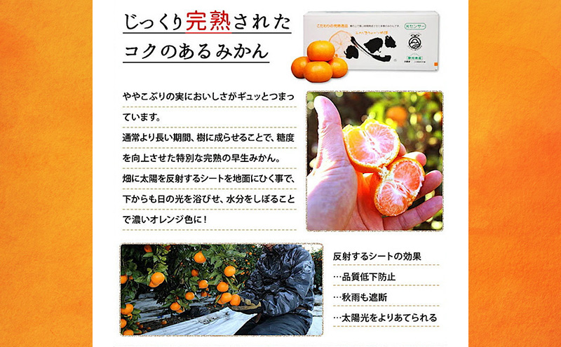 JAみっかび 完熟早生 三ヶ日みかん「心」 赤秀L 約4kg みかん ミカン フルーツ 果物 静岡 浜松市