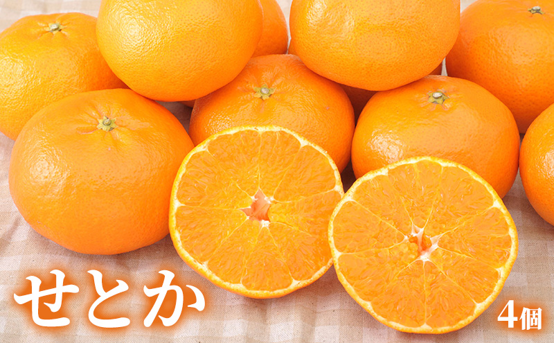 【2026年2月発送】 旬のフルーツ詰合せ いちご＆せとか 紅ほっぺまたはきらび香 約260g1パック せとか4個約800ｇ 柑橘の最高峰 苺 ミカン 蜜柑 【配送不可：離島】 フルーツセット 静岡 浜松市