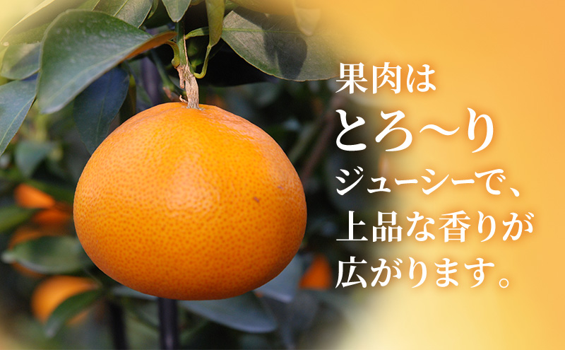 【2026年2月以降発送】 せとか 約1.5kg 6～10個 柑橘の最高峰 かんきつ 柑橘 みかん ミカン 蜜柑 人気 静岡 浜松市