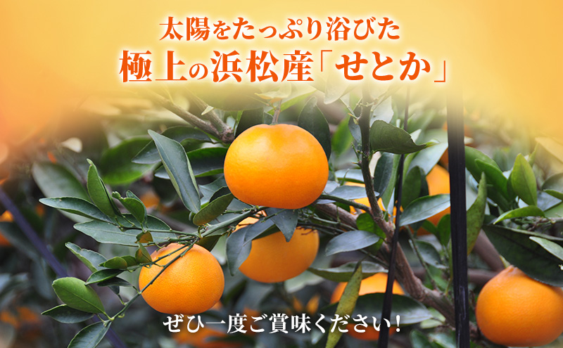 【2026年2月以降発送】 せとか 約1.5kg 6～10個 柑橘の最高峰 かんきつ 柑橘 みかん ミカン 蜜柑 人気 静岡 浜松市