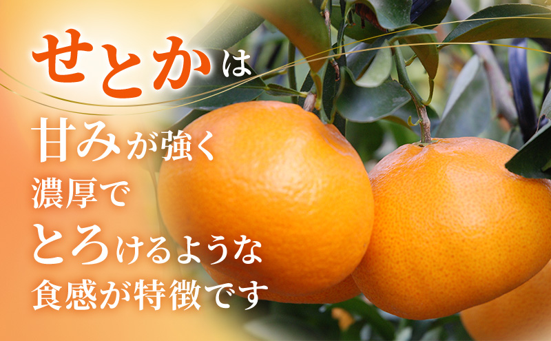 【2026年2月以降発送】 せとか 約4kg 20～26個 柑橘の最高峰 かんきつ 柑橘 みかん ミカン 蜜柑 人気 静岡 浜松市