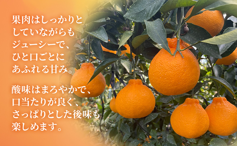 【2026年3月以降発送】 不知火 約5kg 18～24個  しらぬい デコ かんきつ 柑橘 みかん ミカン 蜜柑 フルーツ 静岡 浜松市