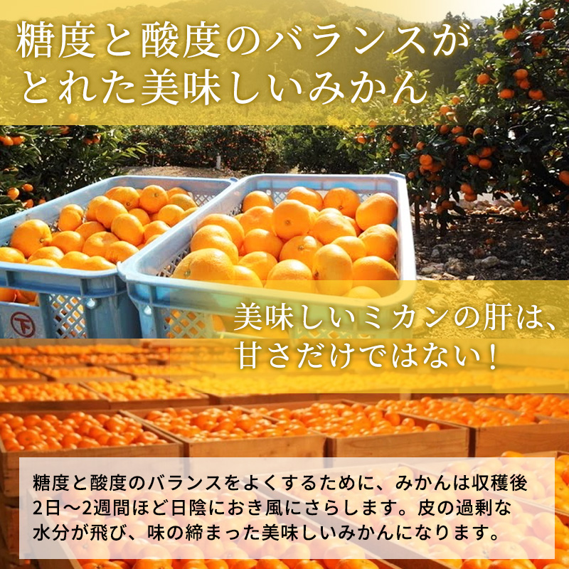 先行予約 青島みかん 大玉 約4kg 三ヶ日みかん 果物 くだもの フルーツ 旬の果物 旬のフルーツ みかん 蜜柑 ミカン 三ヶ日 青島 柑橘 柑橘類 静岡 静岡県 浜松市