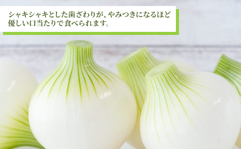 静岡県浜松市産 新玉ねぎ サラダオニオン Lサイズ 5kg 約25個 野菜 新玉ねぎ たまねぎ タマネギ サラダ オニオン 国産 浜松市 静岡 【配送不可：離島】