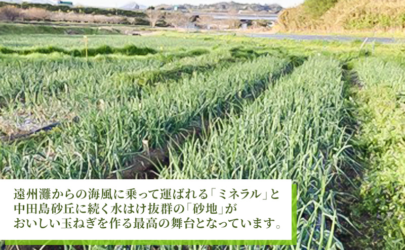 静岡県浜松市産 新玉ねぎ サラダオニオン Lサイズ 5kg 約25個 野菜 新玉ねぎ たまねぎ タマネギ サラダ オニオン 国産 浜松市 静岡 【配送不可：離島】