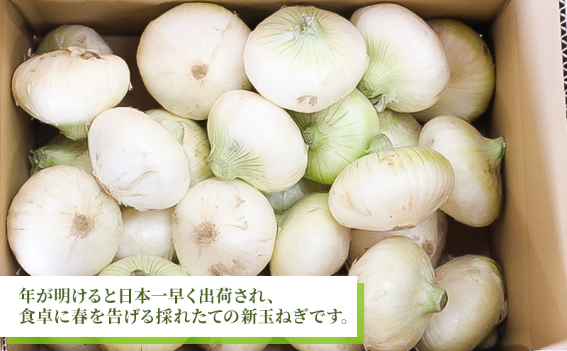 静岡県浜松市産 新玉ねぎ サラダオニオン Lサイズ 10kg 約50個 野菜 新玉ねぎ たまねぎ タマネギ サラダ オニオン 国産 浜松市 静岡 【配送不可：離島】
