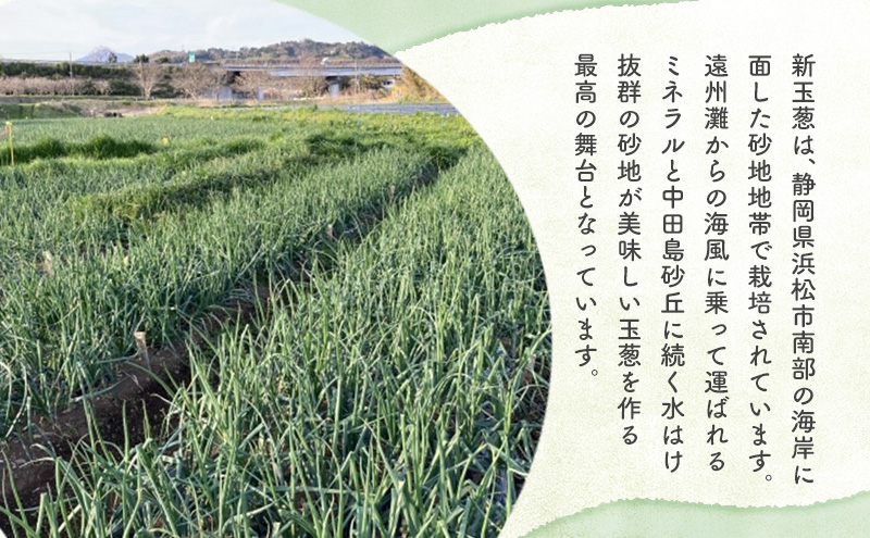 静岡県浜松市産 新玉葱 はるたま Lサイズ 5kg 約25個 野菜 新玉ねぎ たまねぎ タマネギ サラダ オニオン 国産 浜松市 静岡 【配送不可：離島】