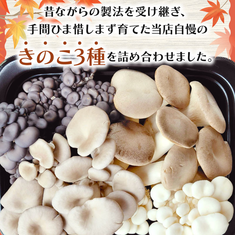 きのこ 詰め合わせ セット 3種 約1kg ひらたけしめじ エリンギ ヒラタケ プルーロット 野菜 エリンギ バター きのこ ご飯