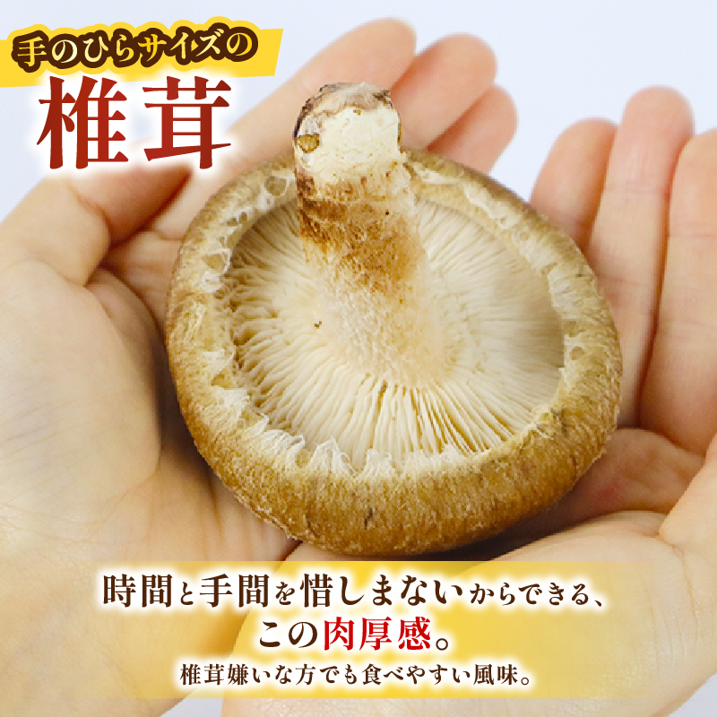乾燥しいたけスライス 120g 椎茸 しいたけ シイタケ きのこ 乾燥しいたけ 乾燥シイタケ 乾燥椎茸 生椎茸 野菜 菌床栽培 肉厚 キノコ 新鮮 出汁 煮物 味噌汁 国産 農薬不使用 健康 食物繊維 富士山 湧水 箱根 ダイエット 静岡県 三島市