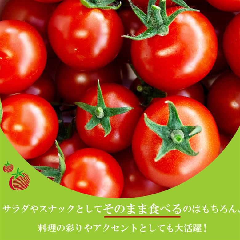 ミニトマト 約1kg 赤 トマト 新鮮野菜 野菜 サラダ にぴったり 予約受付