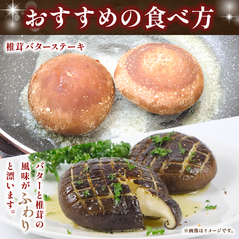 大きな生椎茸 600g 椎茸 しいたけ シイタケ きのこ 生椎茸 野菜 菌床栽培 肉厚 キノコ 新鮮 ステーキしいたけ ステーキ椎茸 国産 農薬不使用 食物繊維 ステーキ 富士山 湧水 箱根 静岡県 三島市