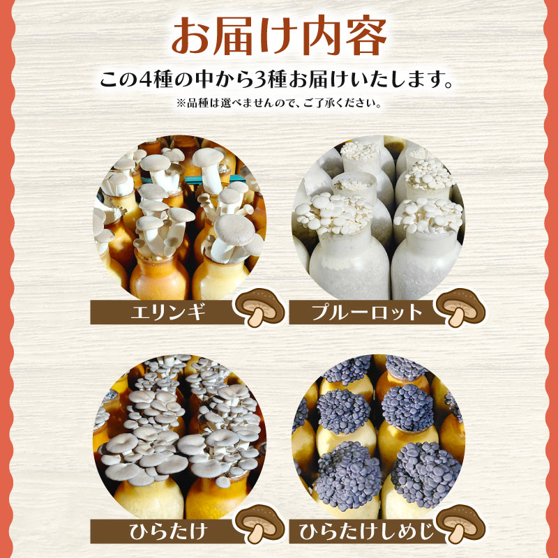 きのこ 詰め合わせ セット 3種 約1kg ひらたけしめじ エリンギ ヒラタケ プルーロット 野菜 エリンギ バター きのこ ご飯
