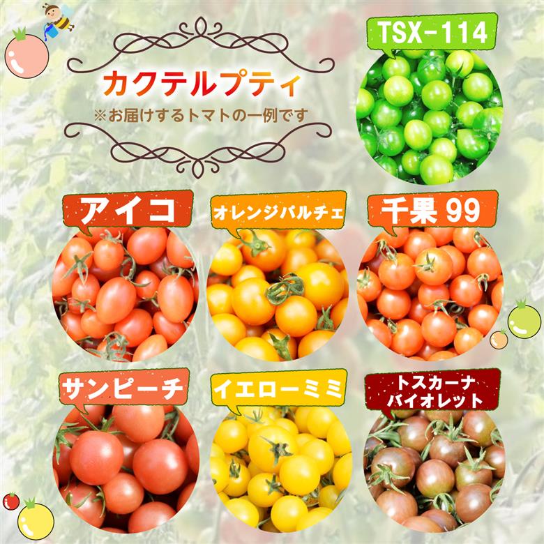 カクテルプティ 約1.2kg ミニトマト カラフルミニトマト