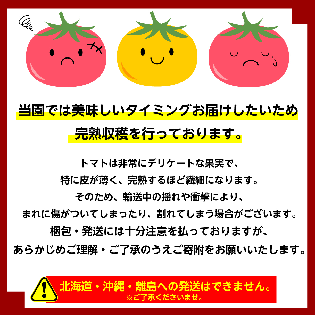 ミニトマト 約1kg 赤 トマト 新鮮野菜 野菜 サラダ にぴったり 予約受付