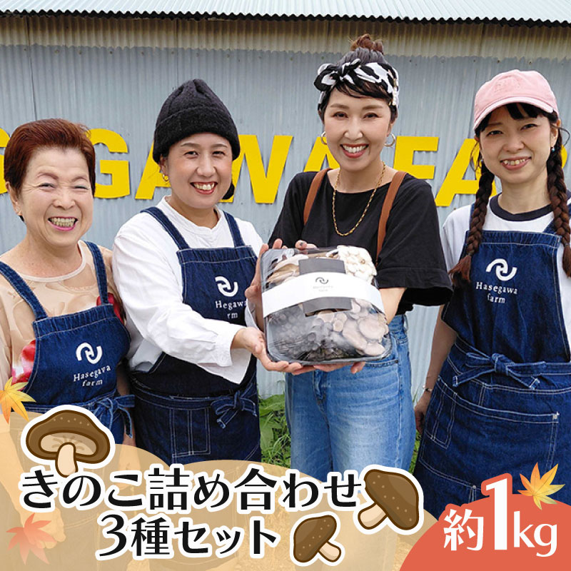 きのこ 詰め合わせ セット 3種 約1kg ひらたけしめじ エリンギ ヒラタケ プルーロット 野菜 エリンギ バター きのこ ご飯