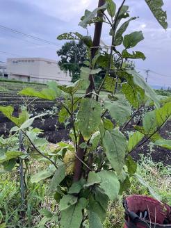 0018-84-01　なにもいれずに育てた米、大豆で作った自家製みそ