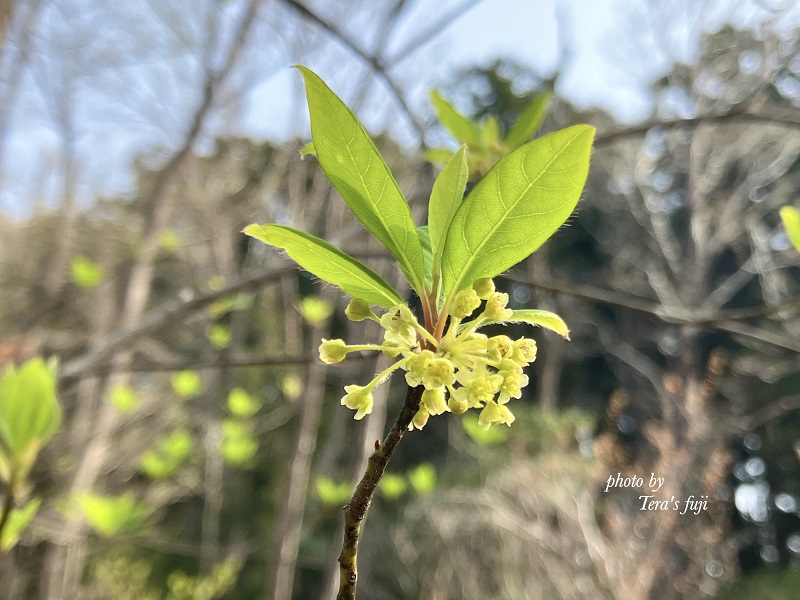 0015-102-01 クロモジ ハーブウォーター 50ml×2本 TERA'S FUJI テラスフジ