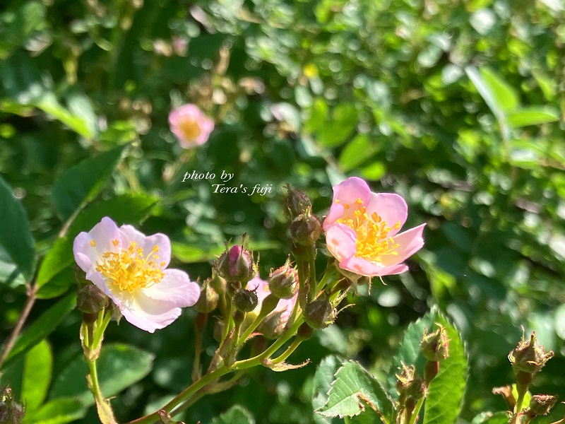 0018-102-01 ワイルドローズ フローラルウォーター TERA'S FUJI テラスフジ