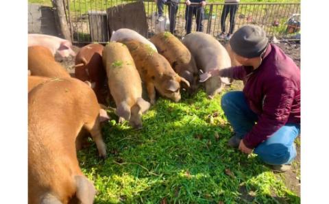 0010-68-01. 朝霧高原放牧豚　しゃぶしゃぶセット