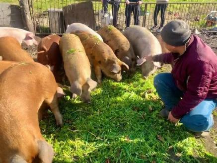 0015-68-01. 朝霧高原放牧豚　お楽しみセット
