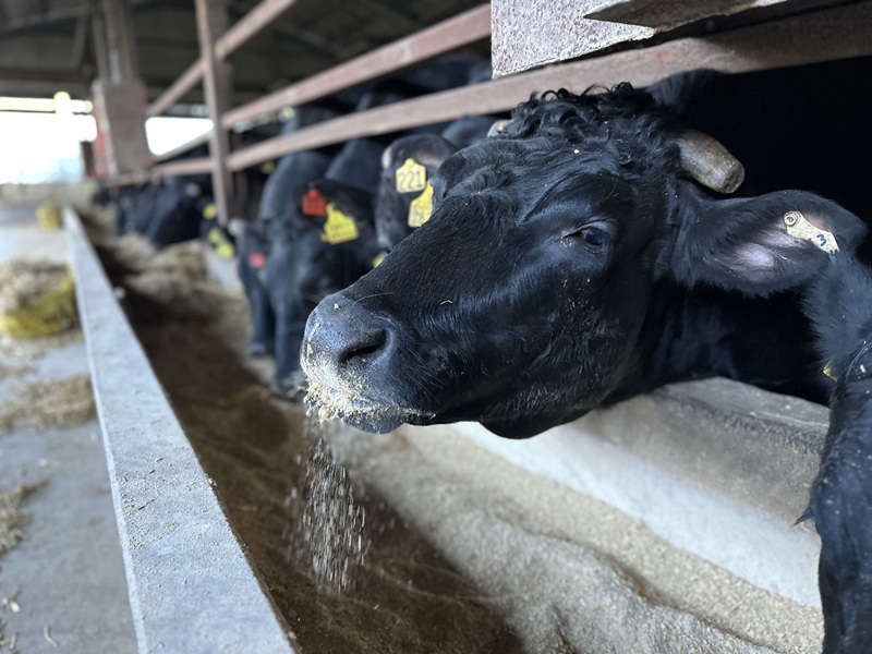 0015-110-01 富士山竹川牛 サーロインステーキ 165g×1枚 & リブロース焼肉 195g