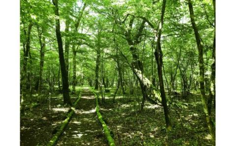 0027-48-01. 富士山の森トレッキング　親子ペアコース（大人１名・小中学生１名）　自然体験・エコツアー