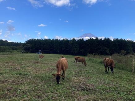 0011-88-01 ふもとのジャージー牧場 グラスフェッドヨーグルト (無糖) 110g×12個