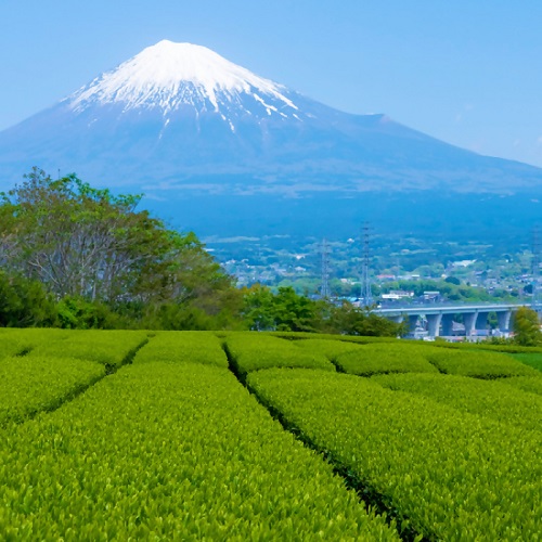 0013-100-01 やぶきた茶 200g×3袋 箱入り 堂ヶ谷戸製茶