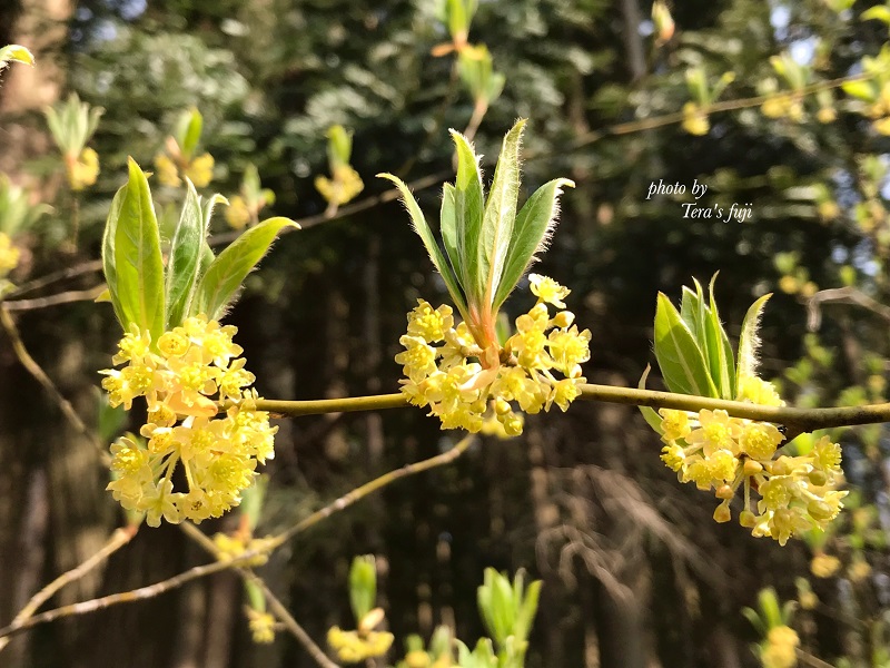 0015-102-01 クロモジ ハーブウォーター 50ml×2本 TERA'S FUJI テラスフジ