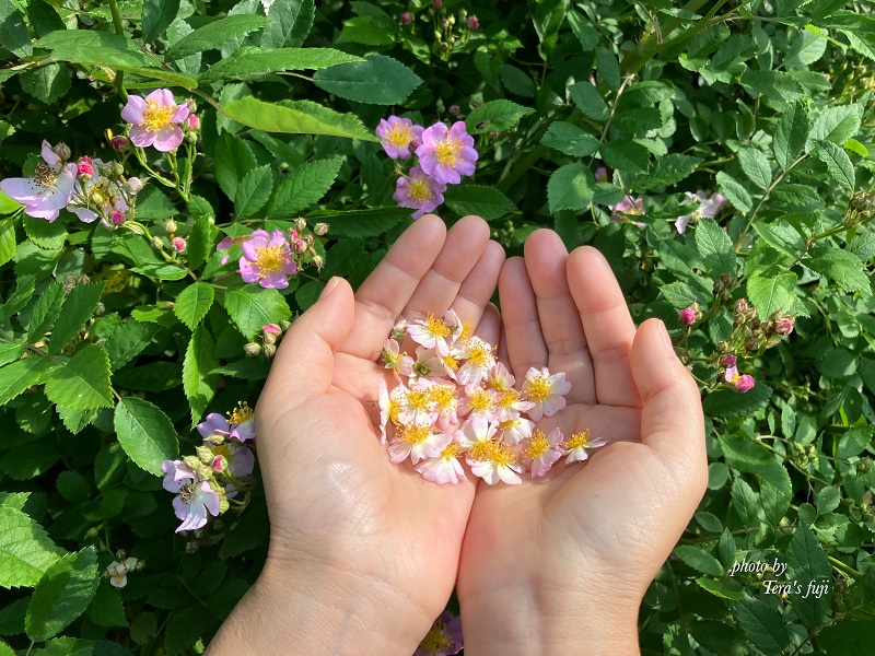 0018-102-01 ワイルドローズ フローラルウォーター TERA'S FUJI テラスフジ