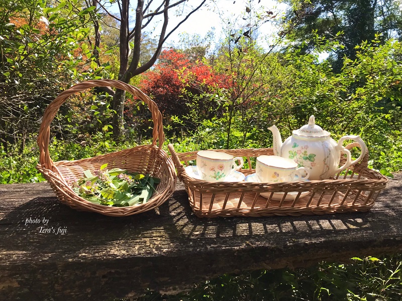 0059-102-01 【女性限定】富士山の麓で創られた植物療法トリートメント 160分コース TERA'S FUJI テラスフジ