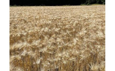 0023-18-01 富士山麓オーガニックファーマーズ もち麦 きはだもち 1kg×3袋セット