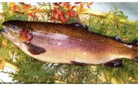 0025-72-01 西京漬け 彩り3種8切入り（富士山サーモン・銀鱈・サーモン）