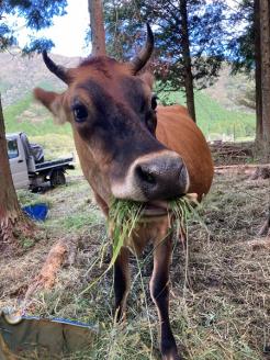 0011-88-01 ふもとのジャージー牧場 グラスフェッドヨーグルト (無糖) 110g×12個