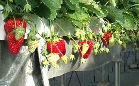 0017-40-02 れっどぱーる (富丘佐野農園) 自慢のいちご 完熟紅ほっぺ 4パック