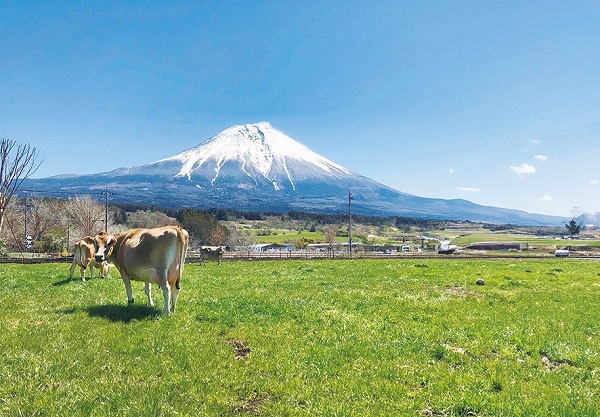0019-06-02 いでぼく COW RESORT IDEBOK キャンプサイト予約券 【キャンピングカー専用】