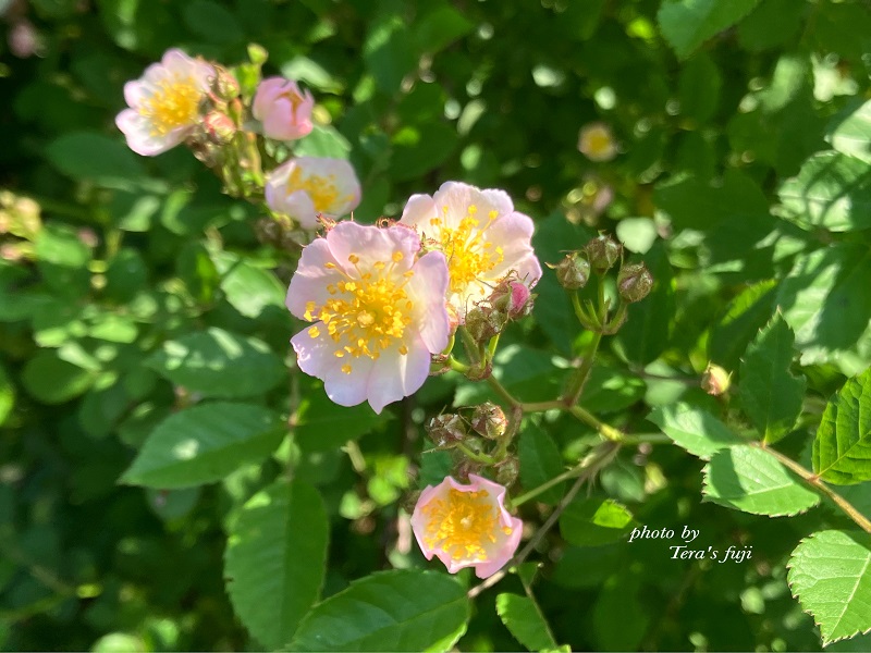 0018-102-01 ワイルドローズ フローラルウォーター TERA'S FUJI テラスフジ