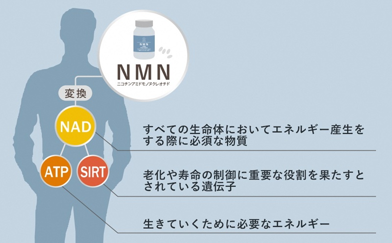 0600-57-01 NMN15000 plus CoQ10 (15,000mgの高配合) ×3箱
