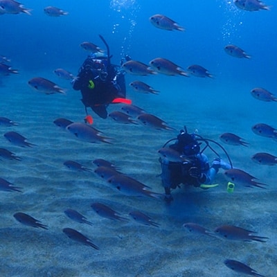 伊東・城ヶ崎の海で【2ビーチファンダイブ】ジオパークの海中世界をご案内!