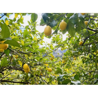 伊豆産ハチミツレモンシロップ