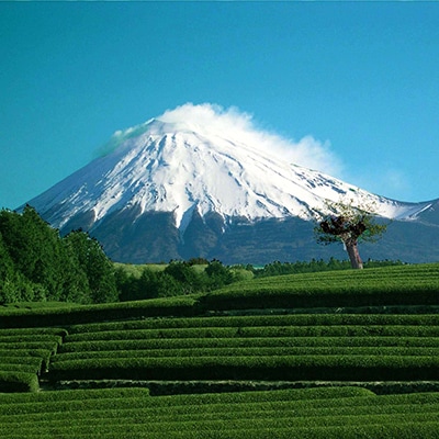 ぐり茶九谷つばき缶2本セット