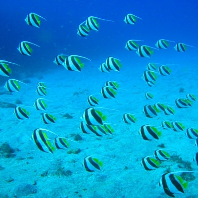 伊東・城ヶ崎の海で【2ビーチファンダイブ】ジオパークの海中世界をご案内!