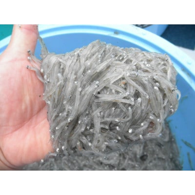 極冷海鮮3点セット(刻みあわび2p・煮あわび2p・生シラス100g6p)(簡易包装)【配送不可地域：離島】