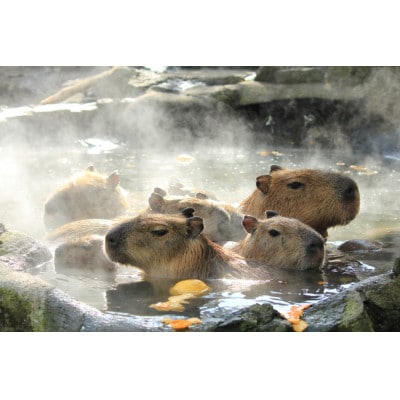 旅する伊豆高原応援パス 2,000円チケット 15枚セット