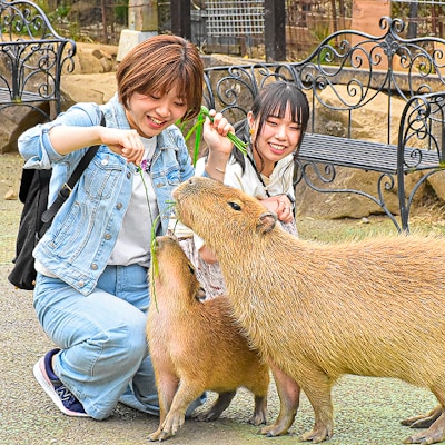 伊豆シャボテン動物公園入園引換券(エサあげチケット＆グッズつき)1名様