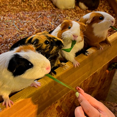 伊豆シャボテン動物公園ペア入園引換券(エサあげチケット＆グッズつき)2名様