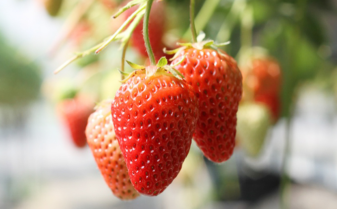 いちご 紅ほっぺ 大粒揃い DXパック 1箱 2パック セット フルーツ 果物 くだもの イチゴ 苺 大粒 果実 旬の果物 旬のフルーツ 静岡 静岡県 島田市 【配送不可：離島】