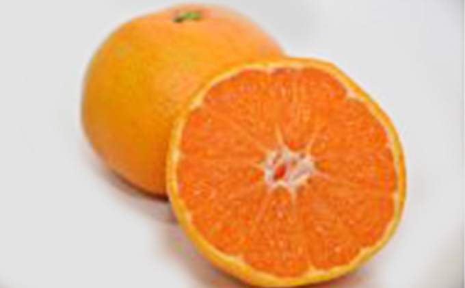 みかん 10kg 島田市神座特産 かんざみかん 青島温州 フルーツ 果物 くだもの 旬のフルーツ 旬の果物 温州みかん 柑橘 柑橘類 静岡 静岡県 島田市