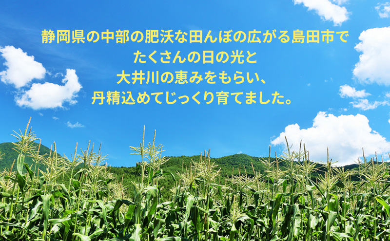 【先行予約】朝採り新鮮な 静岡県産 とうもろこし 12本～14本 【2025年6月中旬より順次発送】 野菜  新鮮 トウモロコシ 静岡 島田